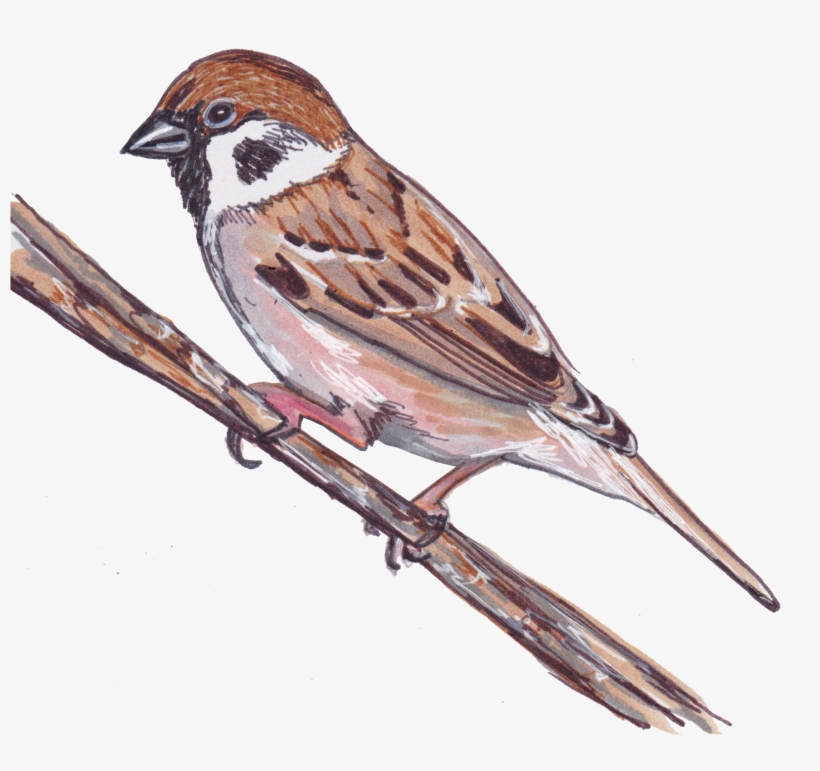 House Sparrow, transparent png #10064382