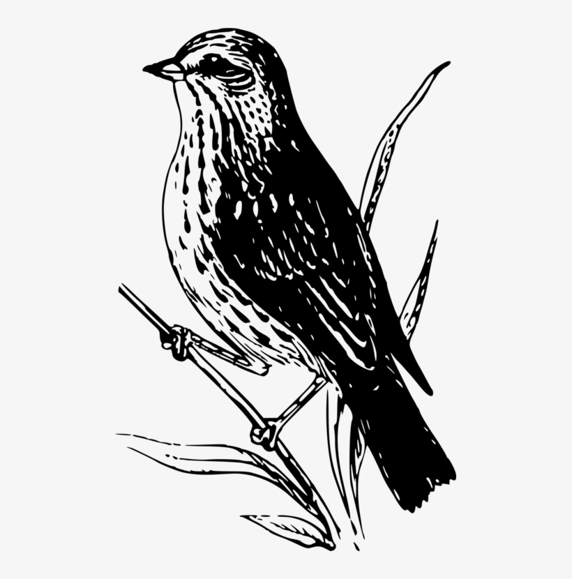 Finches Sparrow Bird Black And White Drawing - Birds Of Canada Coloring Book, transparent png #10064440