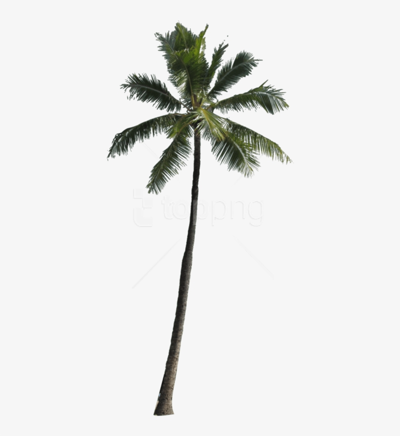 Download Tree Images Background - Free Png Palm Tree, transparent png #10065387