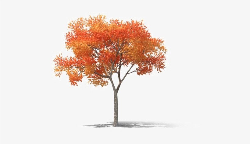 Realistic Tree Png High-quality Image - Png High Resolution Tree, transparent png #10065655