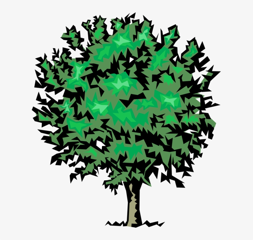 Vector Illustration Of Mature Deciduous Tree - Maple Leaf, transparent png #10065718