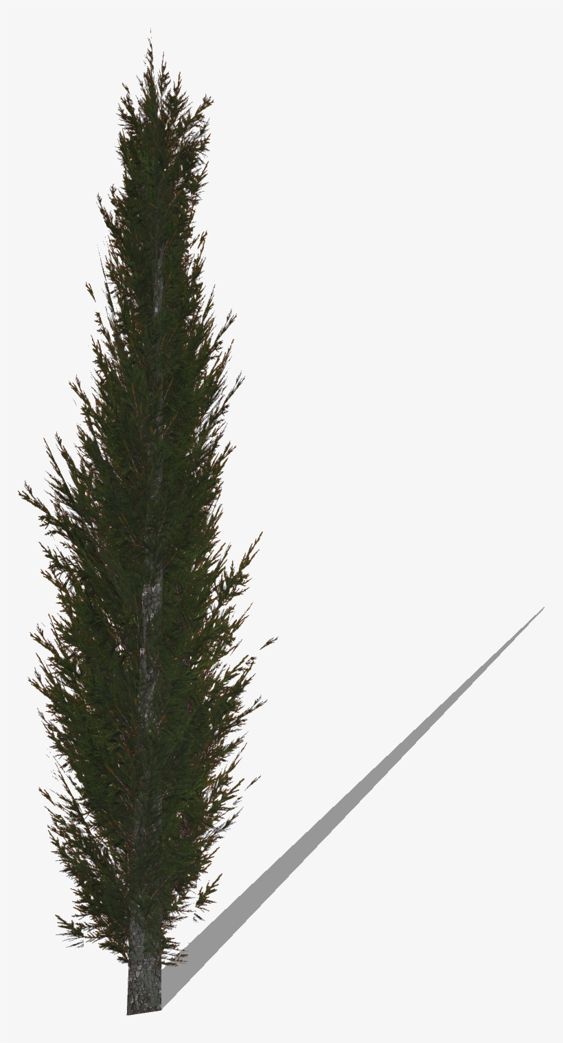 Cypress - Christmas Tree, transparent png #10066951