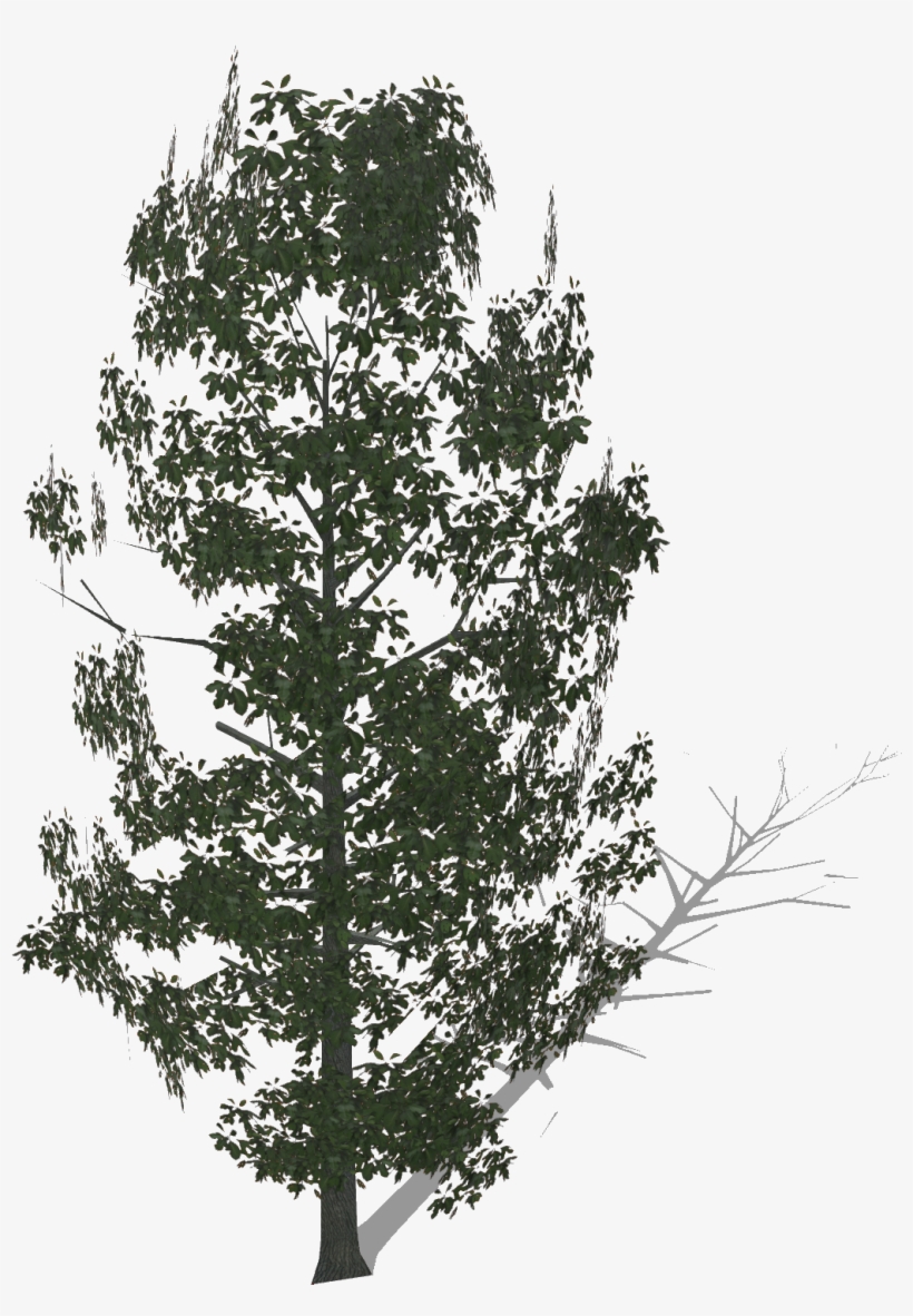 Bigsassafras - Pond Pine, transparent png #10067021