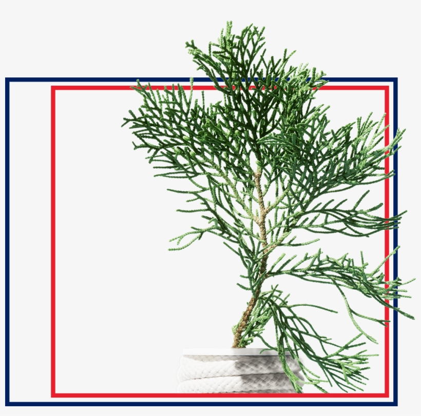 Icy - Red Pine, transparent png #10067266