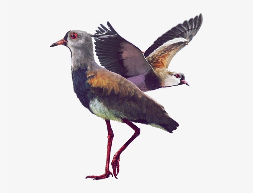 Ilustración - Aves De La Sabana De Bogota, transparent png #10068670