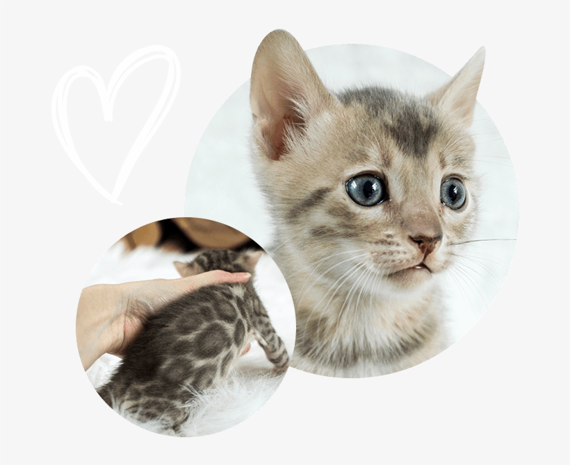 Cats Kittens For Sale - Kitten, transparent png #10071740