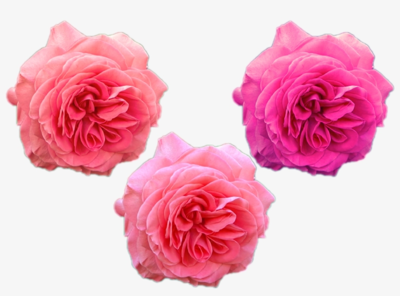 Flowers Png \png Roses Austin Rose Pink Purple Nature - Garden Roses, transparent png #10074722