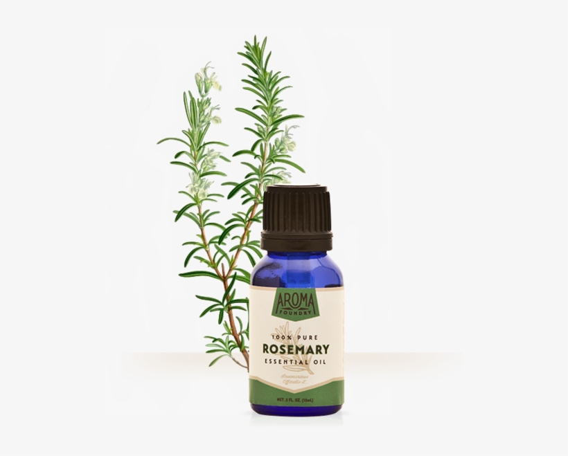 Rosemary Essential Oil Adalah, transparent png #10080982