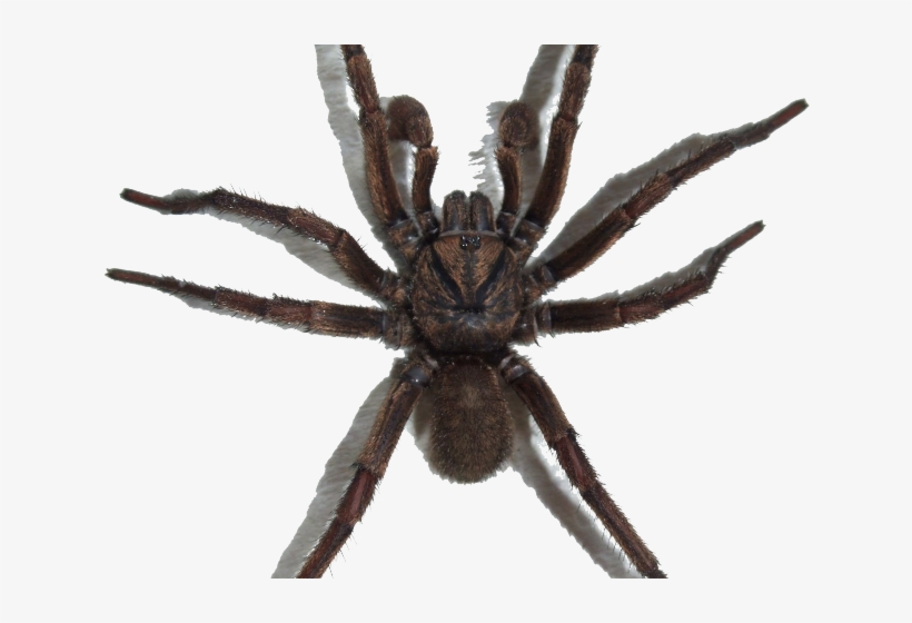 Spider Png Transparent Images - Паук Пнг, transparent png #10081664