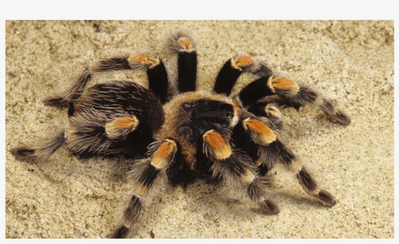 Spider - Tarantula On Sand, transparent png #10081667