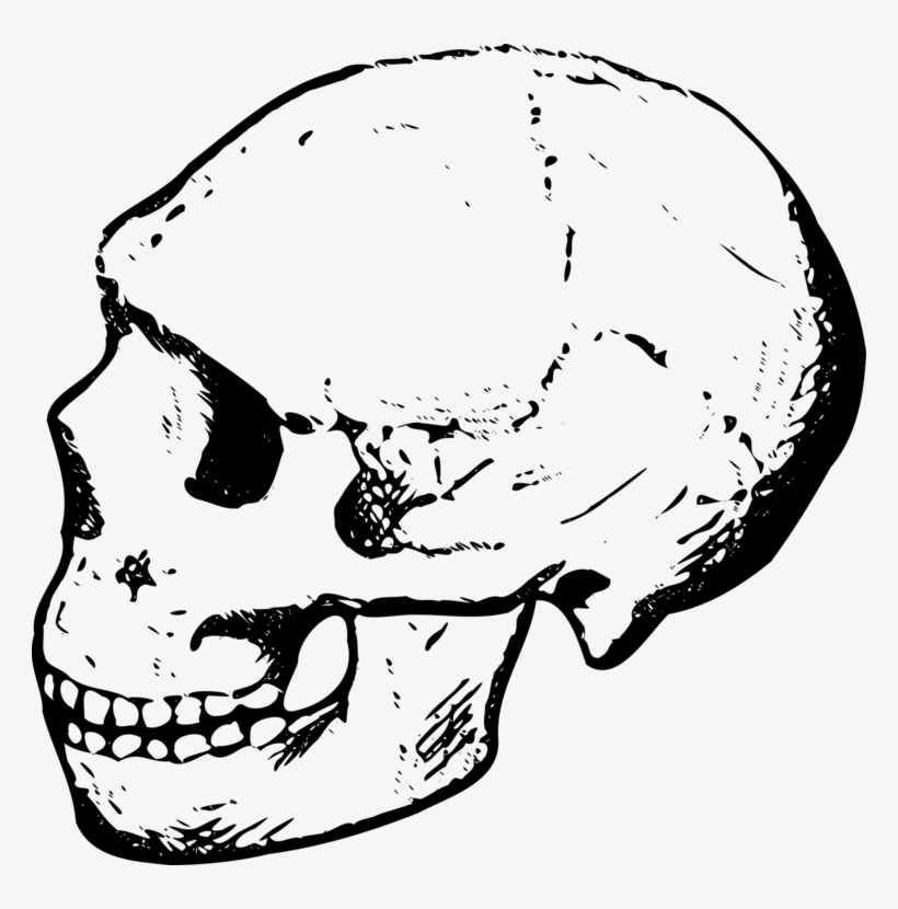 Skull And Crossbones Skull And Crossbones Human Skeleton - Human Skull Clipart Black And White, transparent png #10081760
