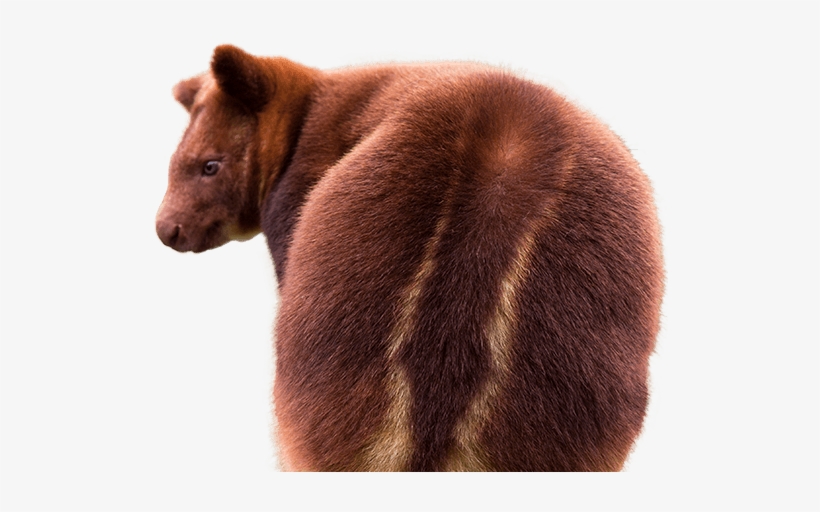 Tree Kangaroo Side Image - Tree Kangaroo Png, transparent png #10082591
