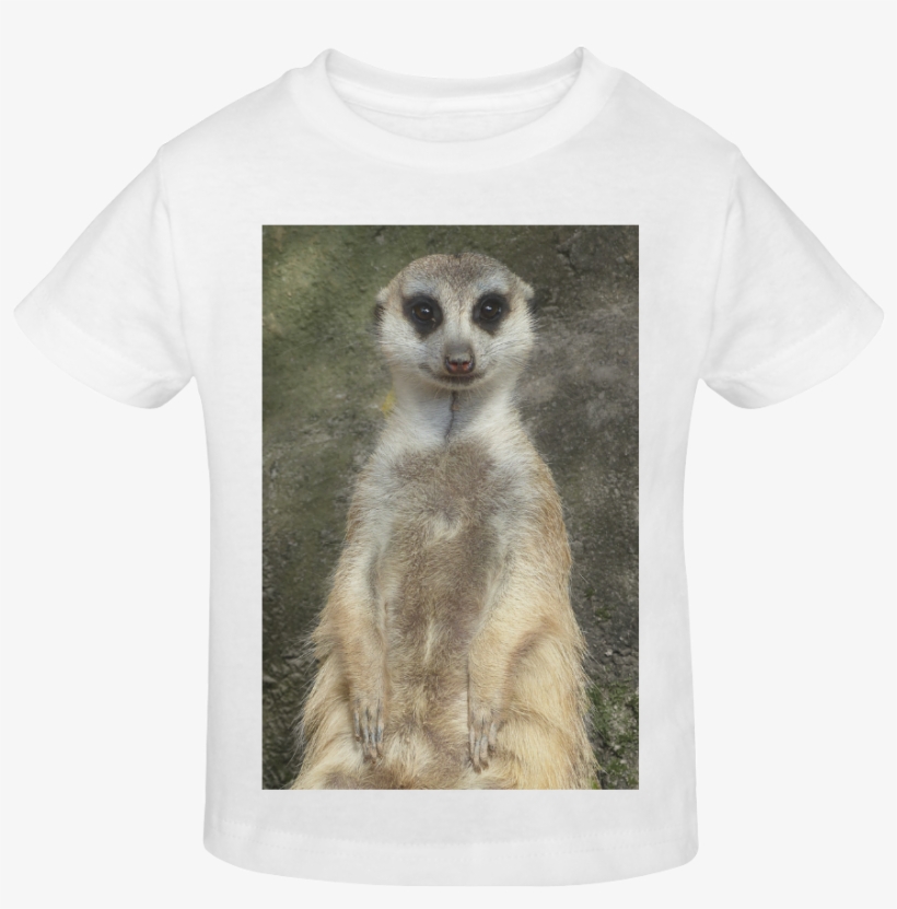 Meerkat, transparent png #10082640