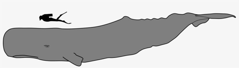 Sperm Whale Size - Sperm Whale Vs Human Size, transparent png #10083280