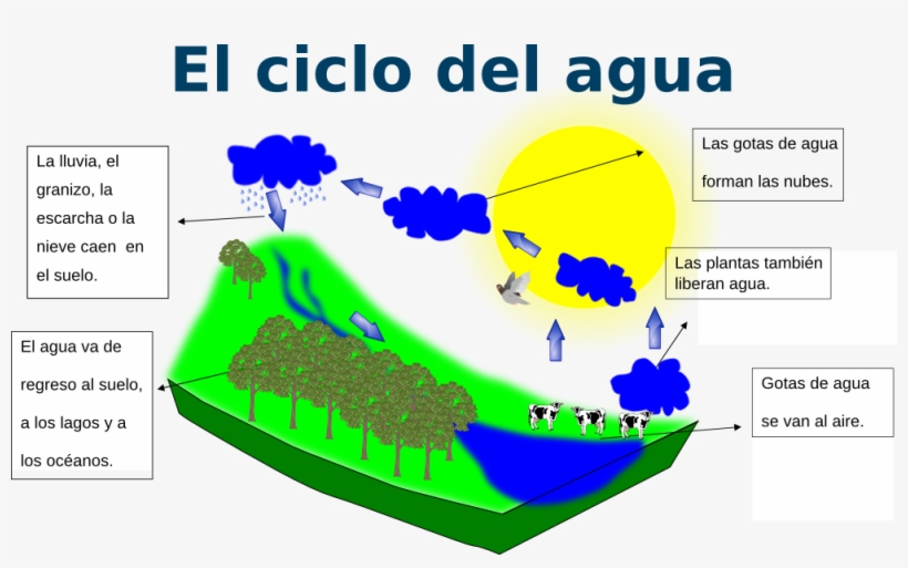 Cicloactividad - Eagle Eye, transparent png #10084807