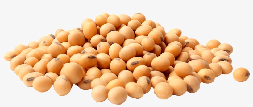 Organic Grains - Soya Bean In Png, transparent png #10085209