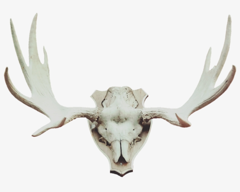 Antler Moose Antler Deer Antler - Animal Trophy Png, transparent png #10087464