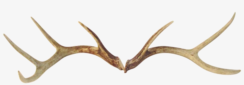 Deer Antlers Png - Transparent Deer Antler, transparent png #10087528