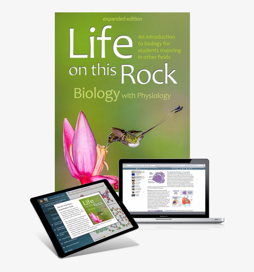 Picture - Online Advertising, transparent png #10089262