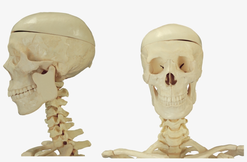 Cerebral Cortex Location, transparent png #10094586