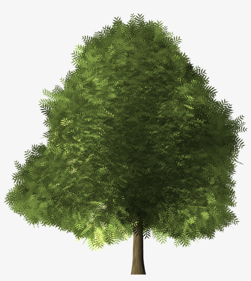 Maple Tree Maple Tree - Broad Leaved Tree, transparent png #10097170