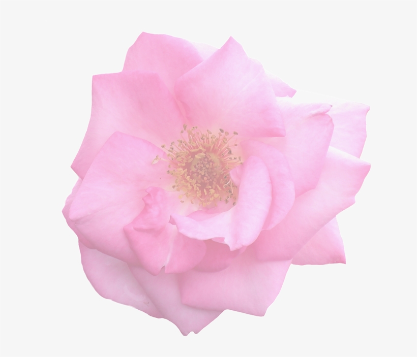 Blossom Flower Transparent, transparent png #10098923