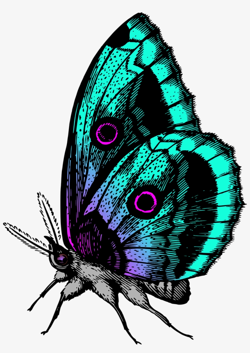 Animal Butterflies Butterfly Png Image - Colour Butterfly, transparent png #10099731