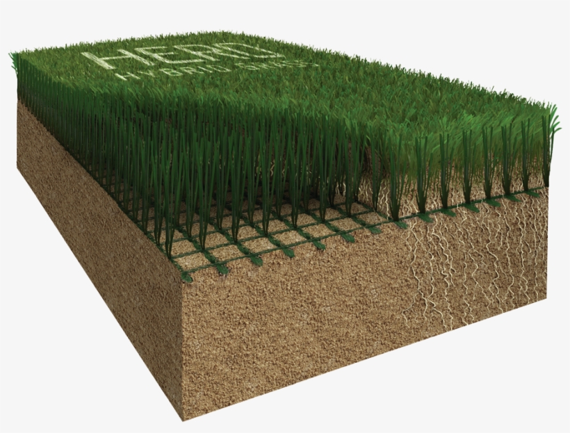 A Revolution In New Hybrid Grass Technology - Hedge, transparent png #10099892
