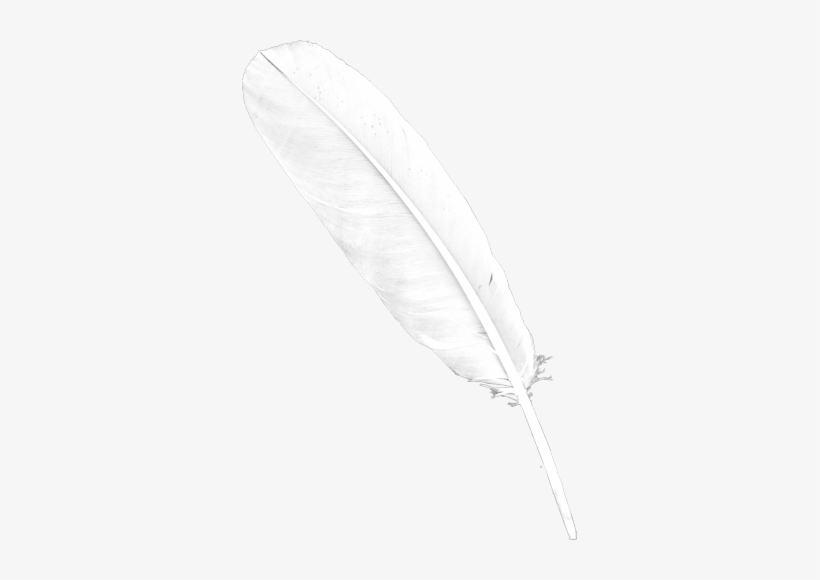 Transparent Background White Feather, transparent png #1010046