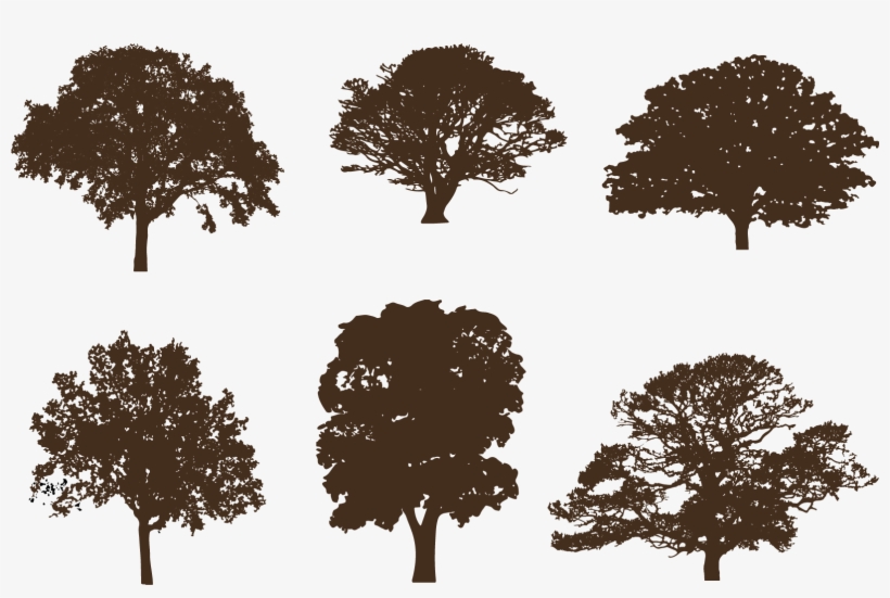 Oak Tree Silhouette, transparent png #1010898