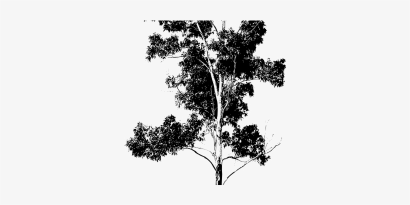 Innovation Design Gum Tree Silhouette Drawing V2 Eucalyptus - Eucalyptus Tree Silhouette, transparent png #1011223