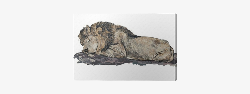 Lion Sleeping Illustration, transparent png #1011688