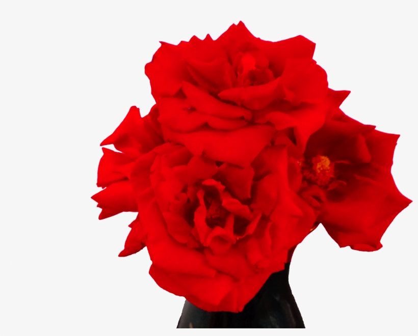 El Rojo Es Un Color Que Significa Pasión, Romance, - Steemit, transparent png #1012012