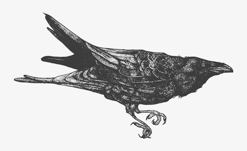 Png Transparent Stock Crows Drawing Blood - Drawing, transparent png #1012138