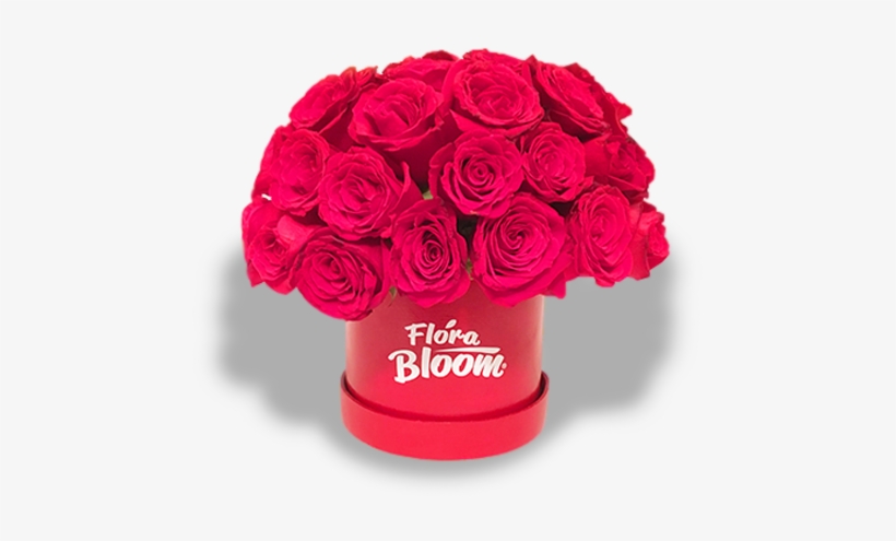 Caja 50 Rosas Rojas - Garden Roses, transparent png #1012633