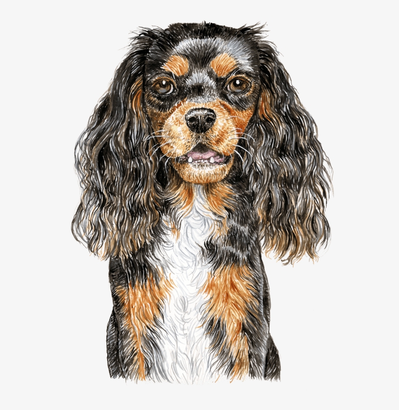 Ckc Spaniel Watercolour - King Charles Spaniel, transparent png #1013633