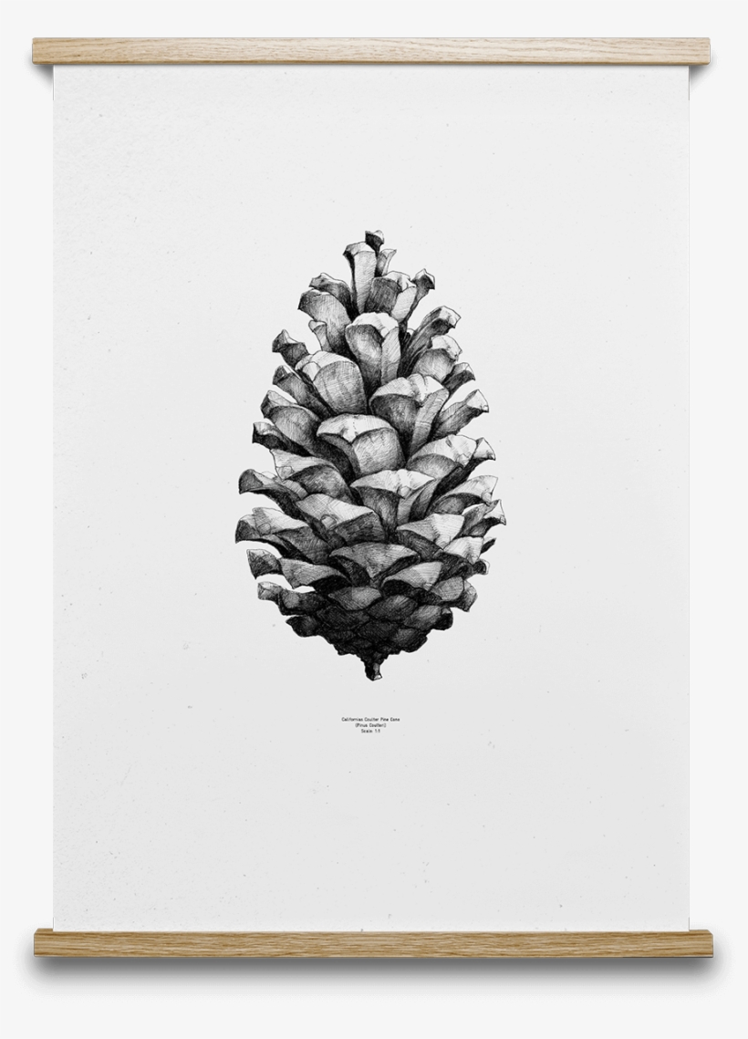 Pinecone Drawing Plant - Pine Cone Print By Paper Collective, transparent png #1013710