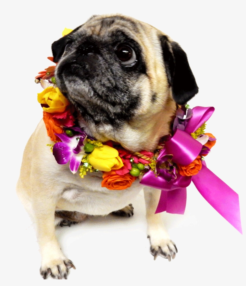 Flowers And Dog Png, transparent png #1013711