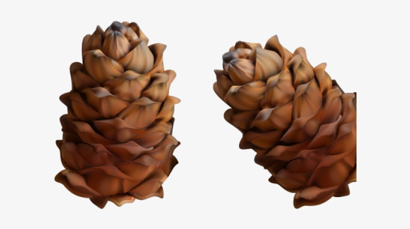 Conifer Cone, transparent png #1013778