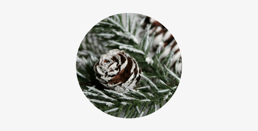 Diy Snow Covered Branches And Pinecones - Song Sparrow, transparent png #1013840