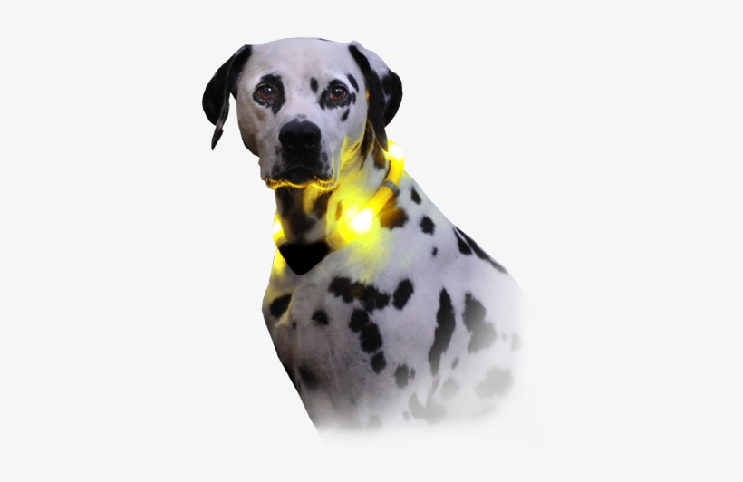 Dog With Light Collar Leuchite Premium - Collier Pour Chien Avec Lumière, transparent png #1014168