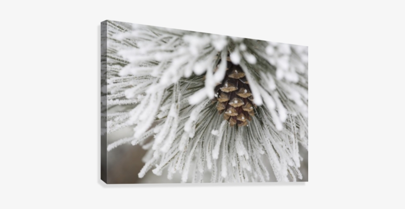 Calgary, Alberta, Canada - Calgary, Alberta, Canada; Frost Covered Pine Needles, transparent png #1014404