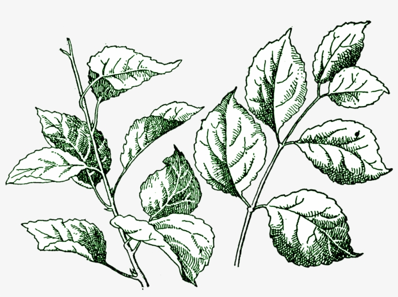 Digital Stamp Gorgeous Cake Ideas And Designs - Leaf Stamp Png, transparent png #1014780