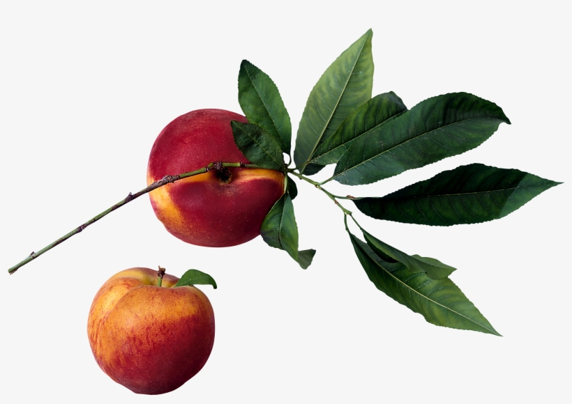 Fruit In Tree Png, transparent png #1015348