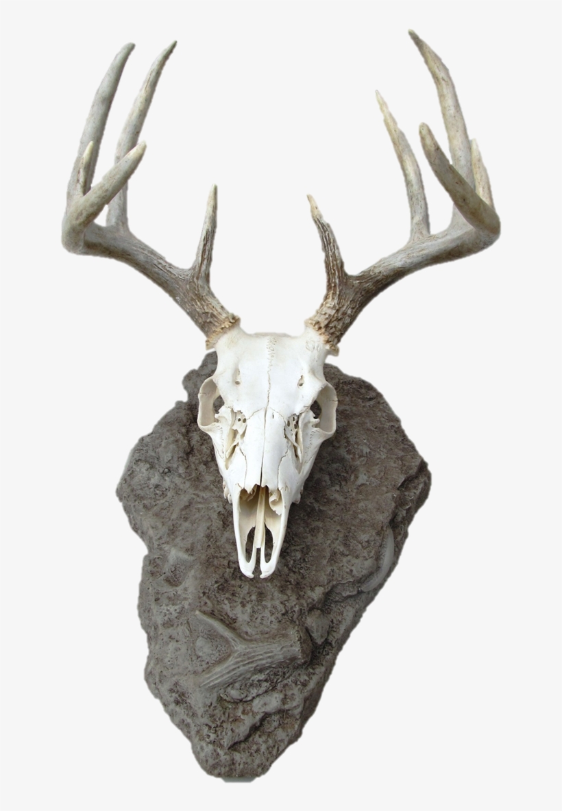 Deer Skull Mount, transparent png #1015443