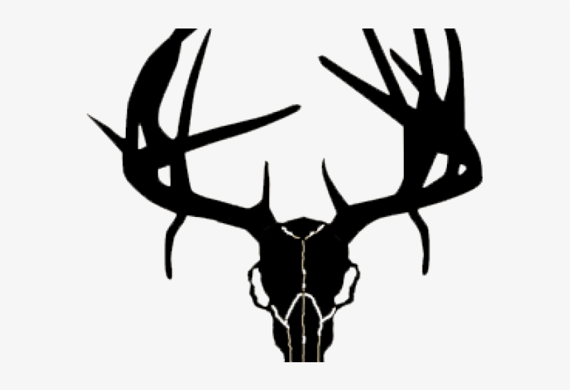 Western Recreation Ind 9308 Buck Skull With Drop Tines, transparent png #1015602