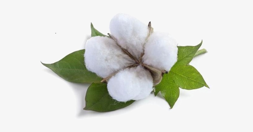 Cotton Png, transparent png #1016014