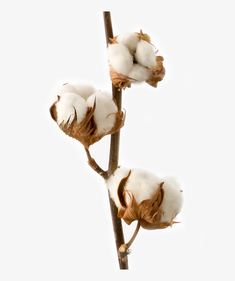 Cotton Plant Png - Transparent Cotton Plant Png, transparent png #1016072
