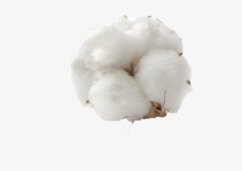 Instagram, transparent png #1016093