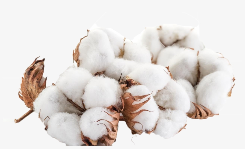 Cotton Png, transparent png #1016097